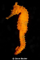 Western Australian seahorse zipping through the swan river by Dave Baxter 
